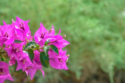 Close-up of pink flowers blooming outdoors