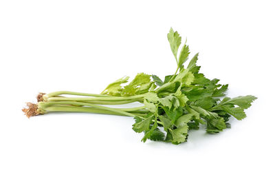 Close-up of green leaf against white background