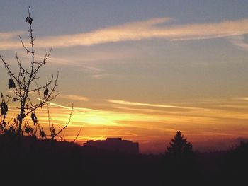 Silhouette of trees at sunset