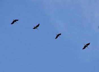 Low angle view of birds flying in sky