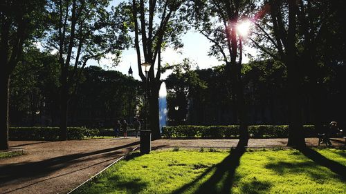 Sun shining through trees in park