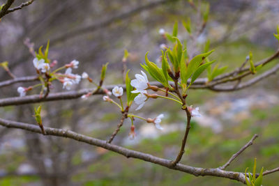 Close-up of white flowering plant