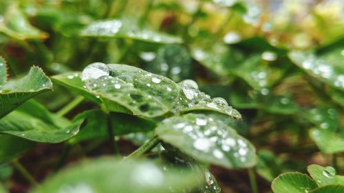 Close-up of raindrops on leaves