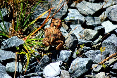 High angle view of frog on rocky field