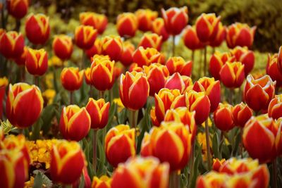 Full frame shot of red tulips