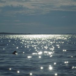 Swan swimming in sea against sky