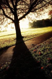 Bare trees on field at sunset