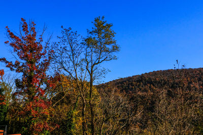 Low angle view of trees against clear blue sky