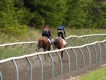 Rear view of horse cart on farm