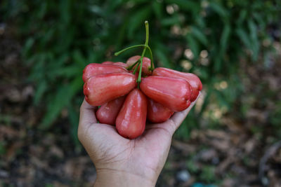 Close-up of hand holding strawberry