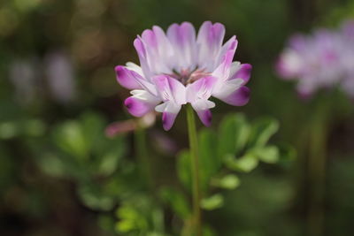 Close-up of pink flowers