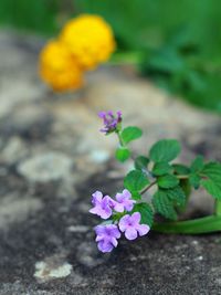 Close-up of purple flowers