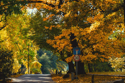 Road amidst trees during autumn