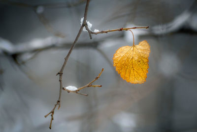 Close-up of dry leaves on branch