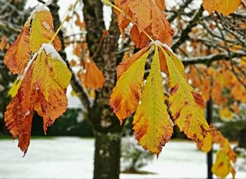 Close-up of yellow maple leaves on branch