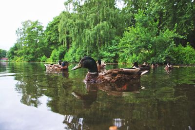 View of ducks swimming in lake