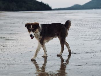 Dog running on beach