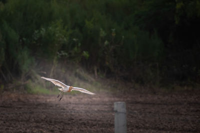 Bird flying over a field