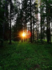 Sunlight streaming through trees in forest