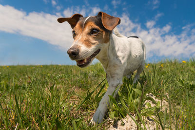 Dog looking away on field