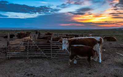 Cows standing on field against sky during sunset