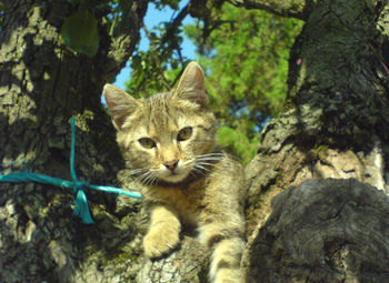 Portrait of cat sitting on tree