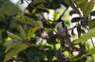 Red whiskered bulbul bird on a branch