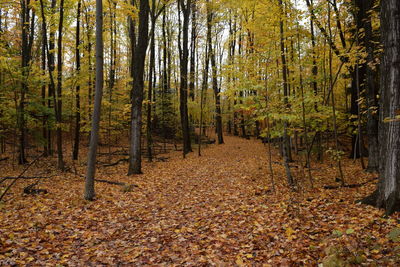 Fallen trees in forest