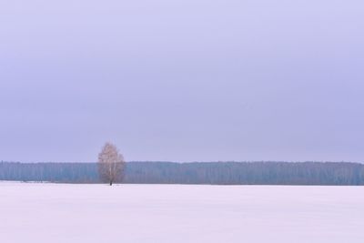 Lonely birch field winter snow landscape