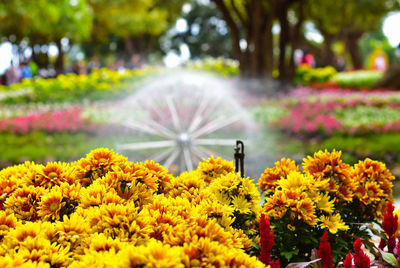 Close-up of yellow flowering plants in park