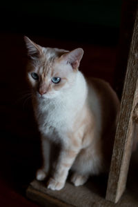 Close-up portrait of a cat