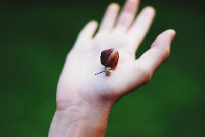 Close-up of insect on hand