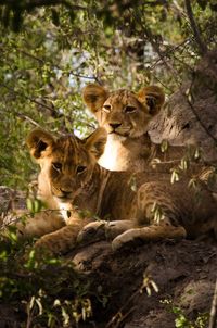 Lion relaxing in forest