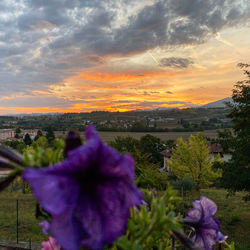 Close-up of purple flowering plants against sky during sunset