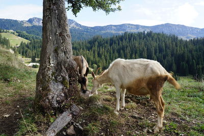 Goats grazing on field against mountains