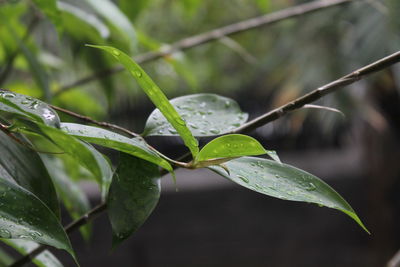 Close-up of wet plant leaves during rainy season