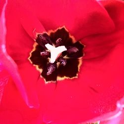 Close-up of red flower blooming outdoors