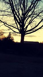 Silhouette of bare tree at sunset