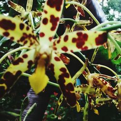 Close-up of plant