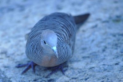 Close-up of bird
