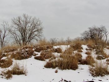 Bare trees on snow covered field against sky