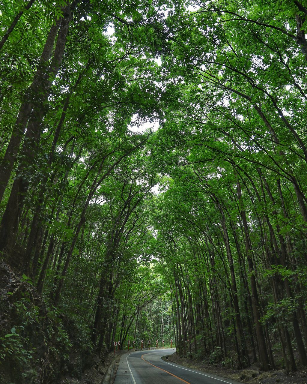 SCENIC VIEW OF FOREST