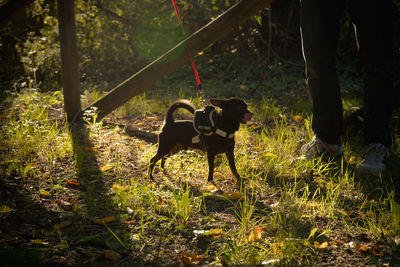 Dog walking in forest