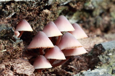 Close-up of mushrooms