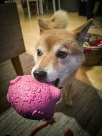 High angle view of a dog at home