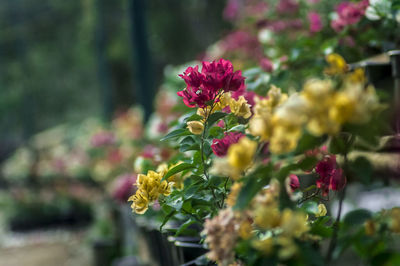 Close-up of flowers blooming outdoors