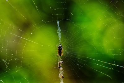 Close-up of spider on web