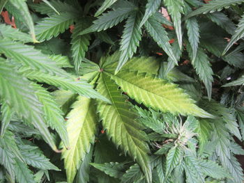 High angle view of plants growing outdoors