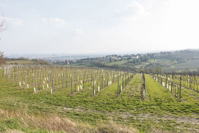 View of vineyard against sky