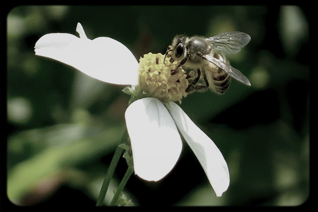 flower, transfer print, focus on foreground, white color, wildlife, close-up, animal themes, auto post production filter, animals in the wild, petal, one animal, fragility, flower head, nature, beauty in nature, white, selective focus, growth, freshness, day